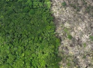 Desmatamento pode transformar Amazônia em savana, alertam cientistas