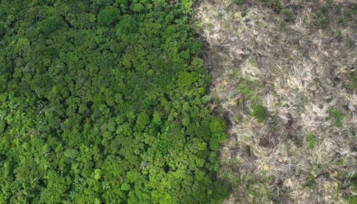Desmatamento pode transformar Amazônia em savana, alertam cientistas