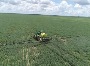 Expansão do sorgo na Bahia impulsiona agronegócio e exportações