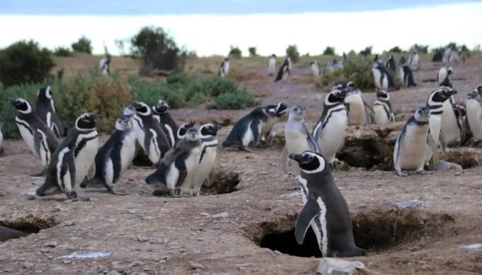 Tecnologia de lobos-robôs ajuda a proteger áreas rurais no Japão
