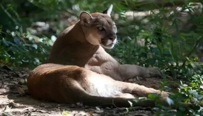 Criança atacada por onça-parda em Goiás passa por cirurgia e segue sem alta