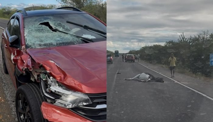 Colisão com animal na Br-428 destaca perigo nas estradas do Sertão