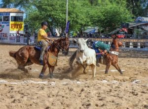 Vaquejada de Petrolina celebra cultura nordestina com prêmios milionários