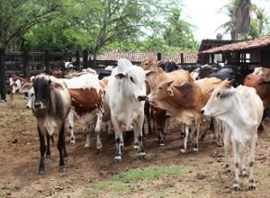 Produtores pernambucanos têm última semana para atualizar cadastro de rebanhos