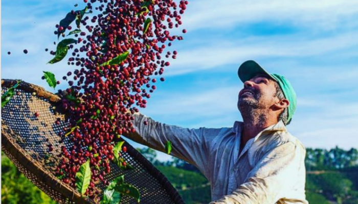 Cafeicultura no Brasil: Sustentabilidade e Educação Transformam o Setor