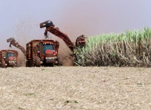 Produção de cana no Norte e Nordeste cai 2% na safra 2025/26