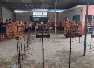 Operação policial encerra torneio ilegal de canto de aves em Jaboatão