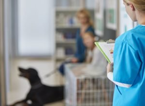 Mulher busca indenização após erro em aplicação de injeção veterinária