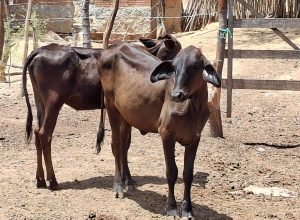 UE suspende importação de carnes brasileiras e impacta setor agropecuário
