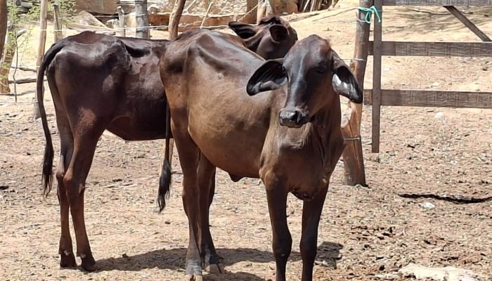 UE suspende importação de carnes brasileiras e impacta setor agropecuário