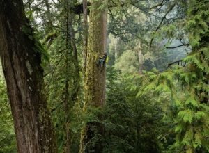 Árvore mais alta do Leste Asiático é descoberta em Taiwan