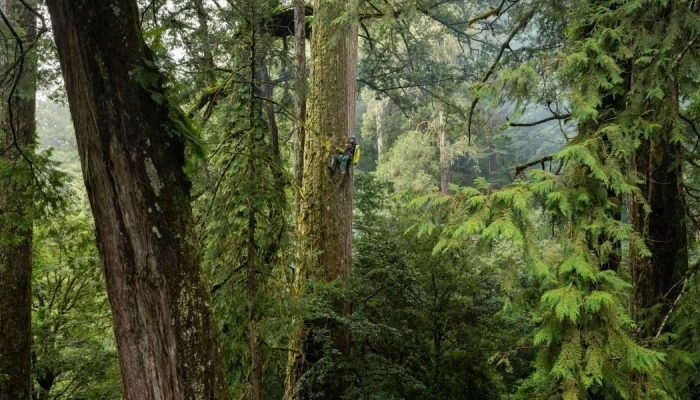 Árvore mais alta do Leste Asiático é descoberta em Taiwan