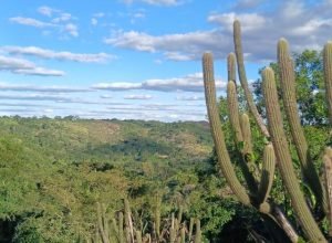 Pernambuco avança na criação de novas áreas de conservação na Caatinga