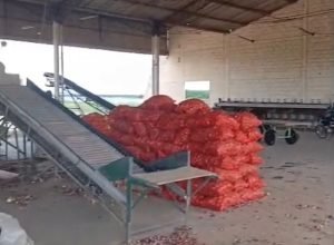 Falta de energia na Ceasa de Belém do São Francisco afeta comércio de cebola