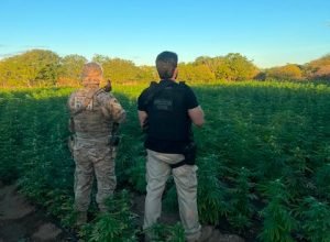 Polícia Civil e BEPI desmantelam plantação de 56 mil pés de maconha em Cabrobó
