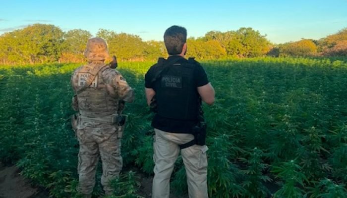 Polícia Civil e BEPI desmantelam plantação de 56 mil pés de maconha em Cabrobó
