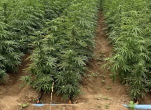 Operação policial descobre plantação de maconha em Cabrobó