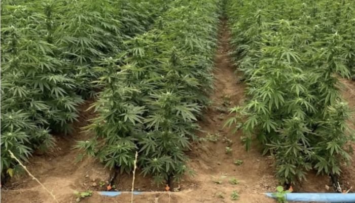 Operação policial descobre plantação de maconha em Cabrobó