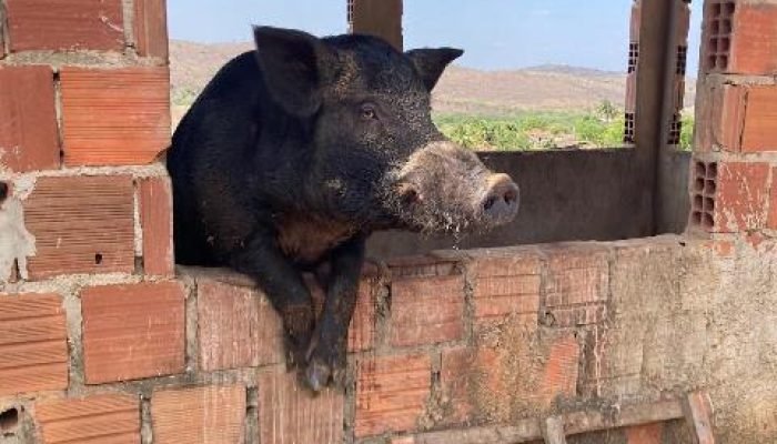 Criação ilegal de javalis ameaça produção rural e ambiente, alerta Adagro