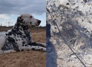 Crueldade em Santa Maria da Boa Vista: Cachorro é morto e queimado