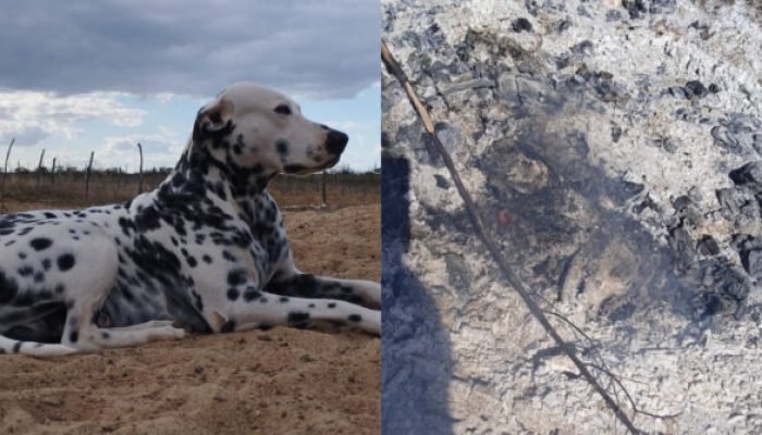 Crueldade em Santa Maria da Boa Vista: Cachorro é morto e queimado