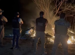 Polícia erradica plantação de maconha e prende suspeitos em Pernambuco