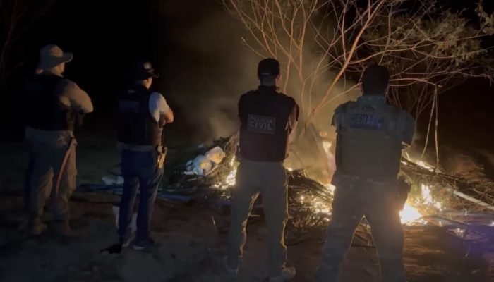 Polícia erradica plantação de maconha e prende suspeitos em Pernambuco