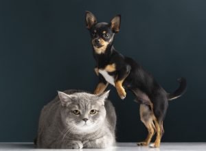 Cuidados com a saúde ocular de pets são essenciais durante o Junho Violeta