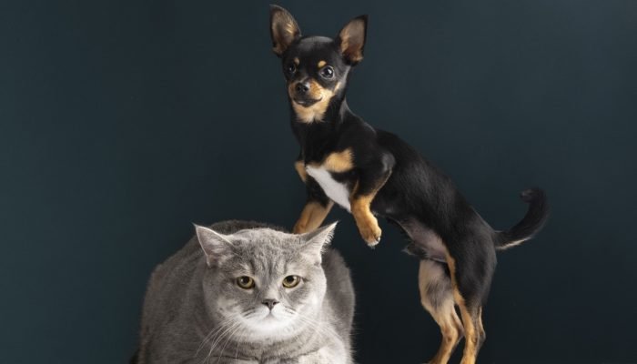 Cuidados com a saúde ocular de pets são essenciais durante o Junho Violeta