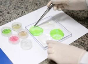 Embrapa avança na produção de carne cultivada em laboratório