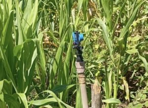 Comunidade rural em Cabrobó enfrenta crise de abastecimento de água