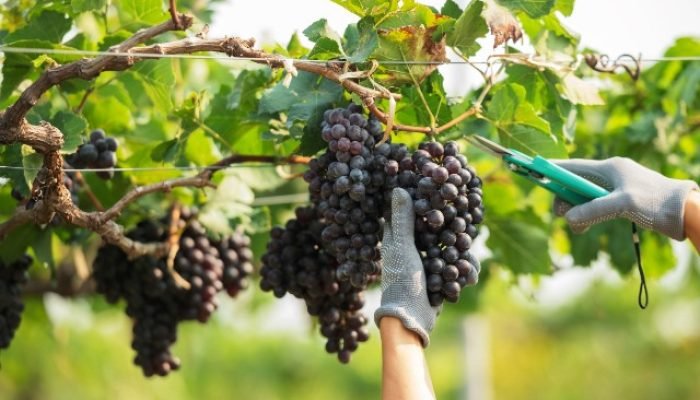 Fruticultura brasileira enfrenta desafios globais na PEC Nordeste 2026