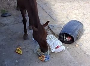 Cavalos soltos preocupam moradores do bairro Maria Luiza em Cabrobó
