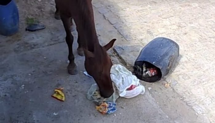 Cavalos soltos preocupam moradores do bairro Maria Luiza em Cabrobó