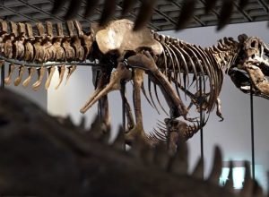 Esqueleto de T. rex de 67 milhões de anos será leiloado por até US$ 30 milhões