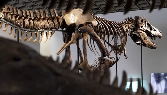 Esqueleto de T. rex de 67 milhões de anos será leiloado por até US$ 30 milhões