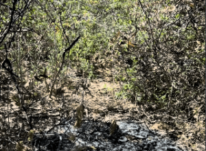 Corpo é encontrado carbonizado na zona rural de Araripina