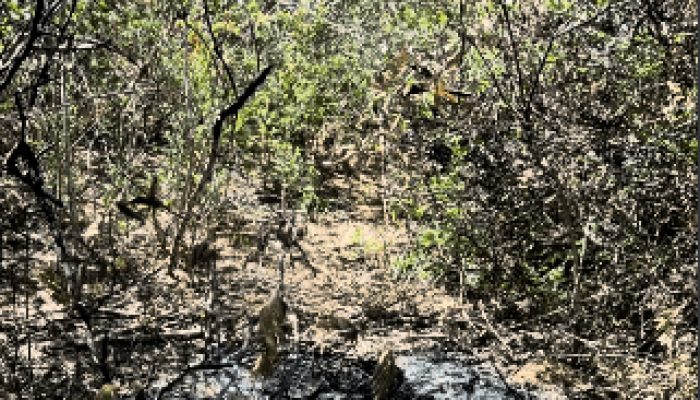 Corpo é encontrado carbonizado na zona rural de Araripina