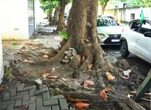 Raízes de árvore causam riscos em calçadas de Recife