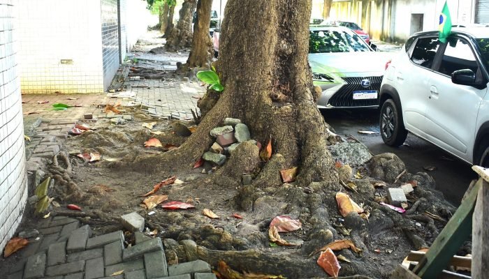 Raízes de árvore causam riscos em calçadas de Recife