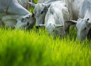 Pecuária brasileira contesta exigências da UE sobre antimicrobianos