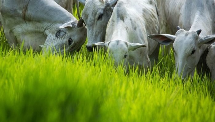 Pecuária brasileira contesta exigências da UE sobre antimicrobianos