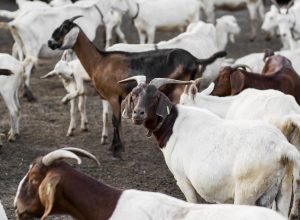 Estudo revela impacto das cabeçadas em cabras na saúde cerebral