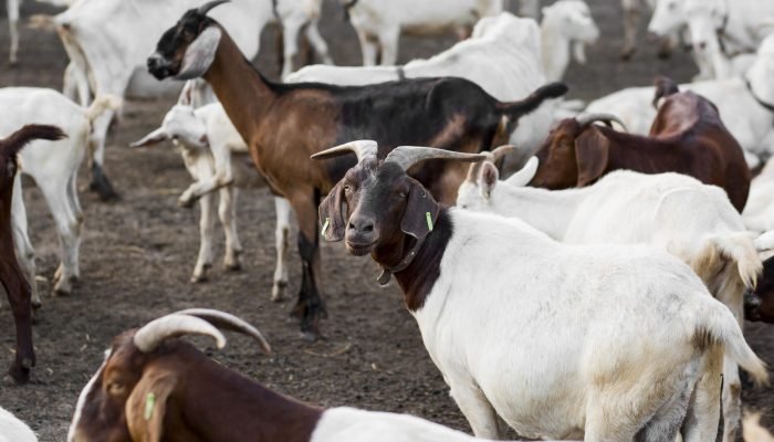 Estudo revela impacto das cabeçadas em cabras na saúde cerebral