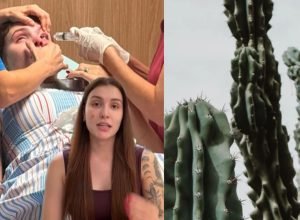 Como evitar acidentes com plantas do gênero Euphorbia