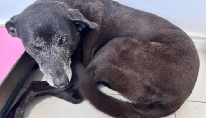 1 de 1 Cão Orelha - Foto: NSC Total/Reprodução