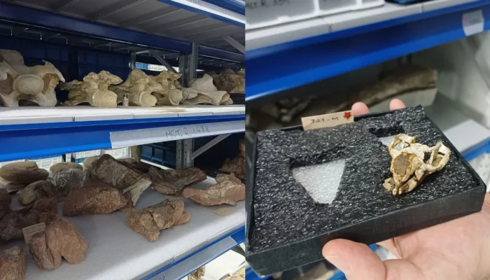 Museu no Rio oferece acesso gratuito a vasto acervo de fósseis