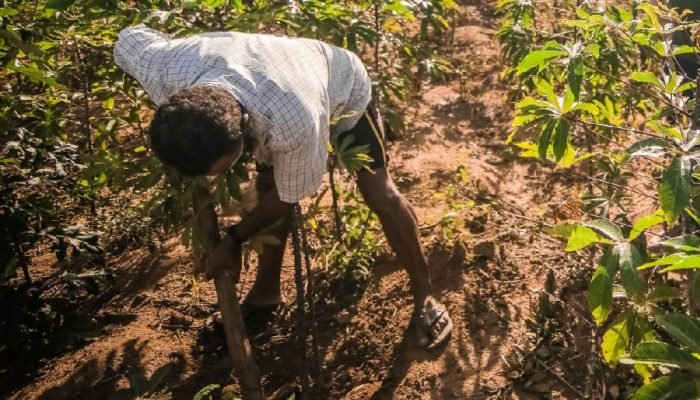 Prazo para renegociação de dívidas rurais em Pernambuco se encerra em novembro