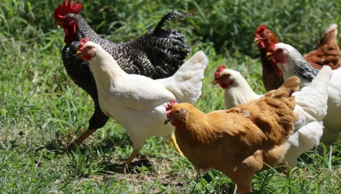 União Europeia autoriza retomada de importações de frango do Brasil